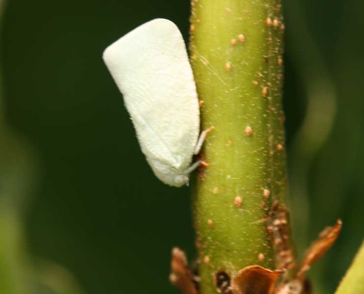 Leafhoppers and planthoppers
